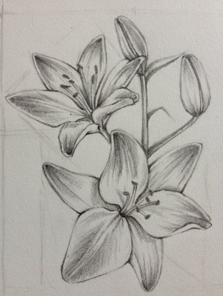 Лилия скетч