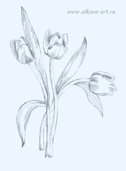 Тюльпаны карандашом