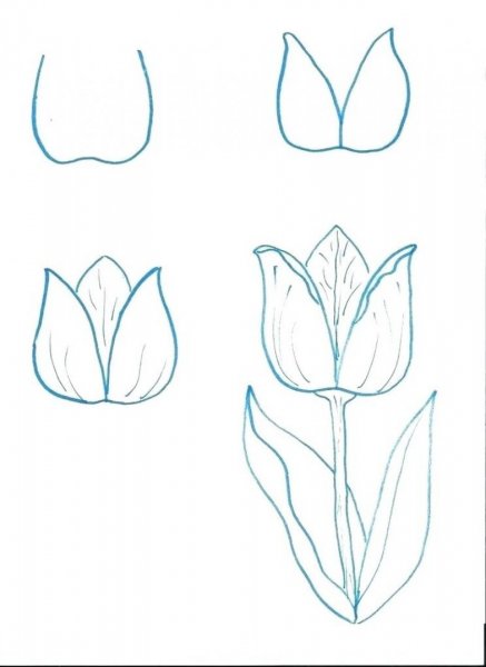 Тюльпан карандашом для начинающих