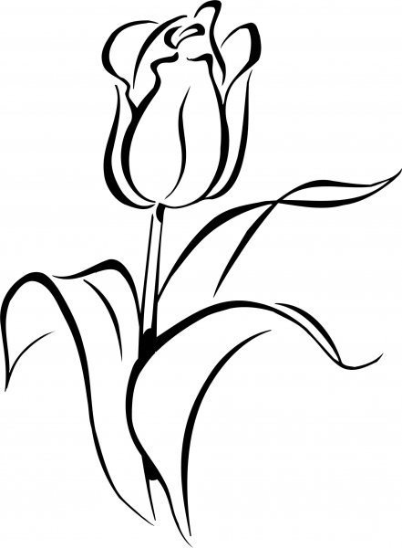 Рисование тюльпанов