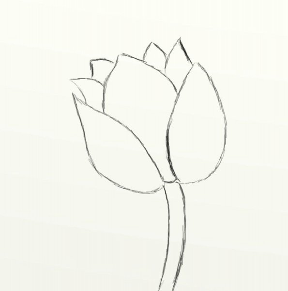Тюльпаны набросок