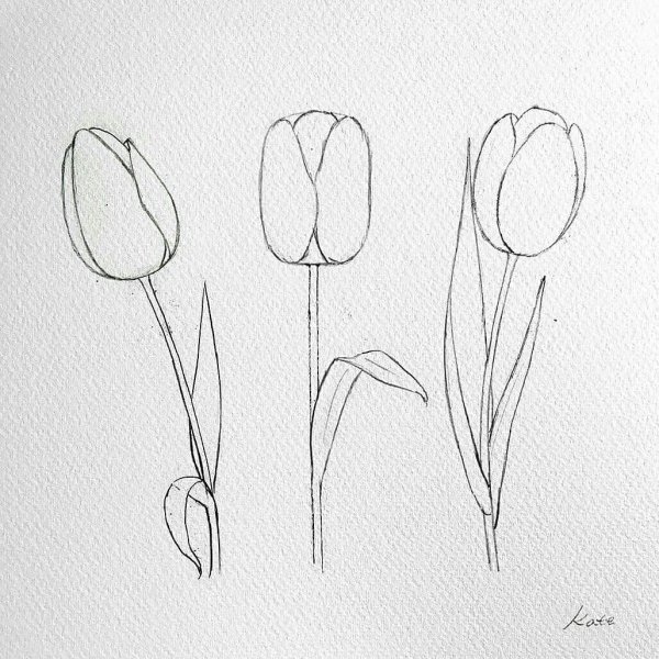 Рисование карандашами тюльпаны