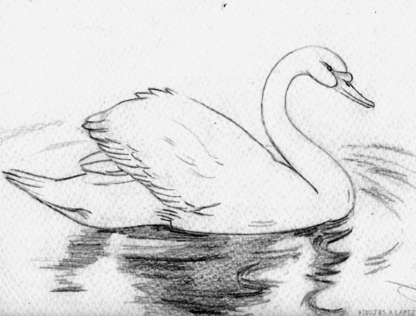 Нарисовать лебедя карандашом