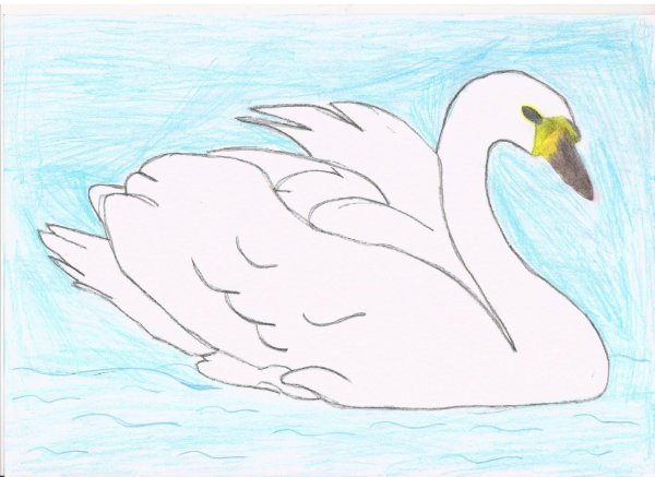 Лебедь для срисовки
