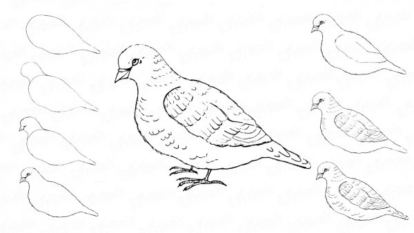 Картинки голубя для срисовки
