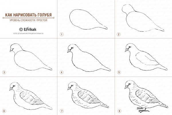 Поэтапное рисование голубя