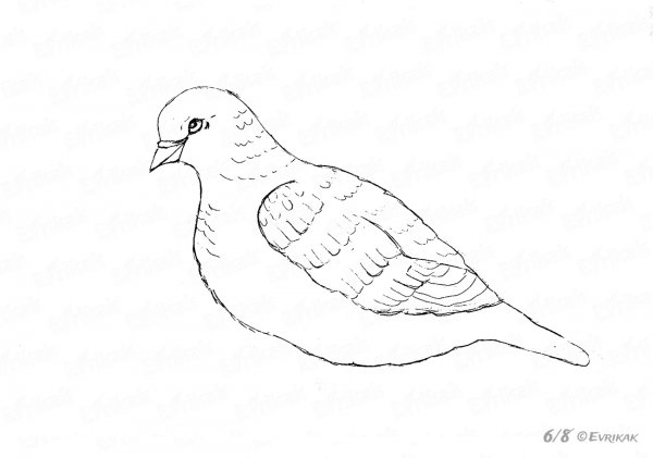 Горлица рисунок карандашом