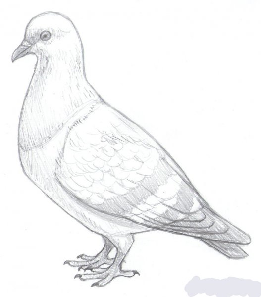 Зарисовки голубей