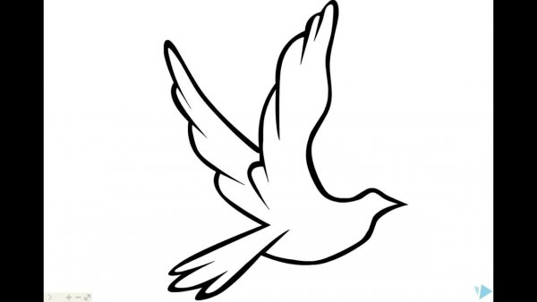 Голубь рисунок карандашом