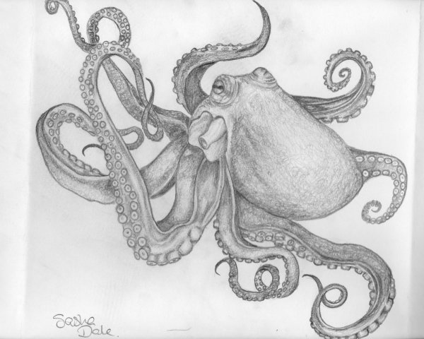 Осьминог референс