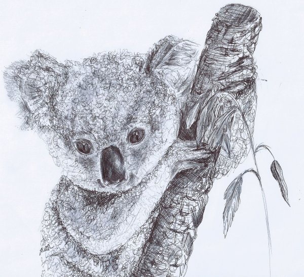 Коала рисунок