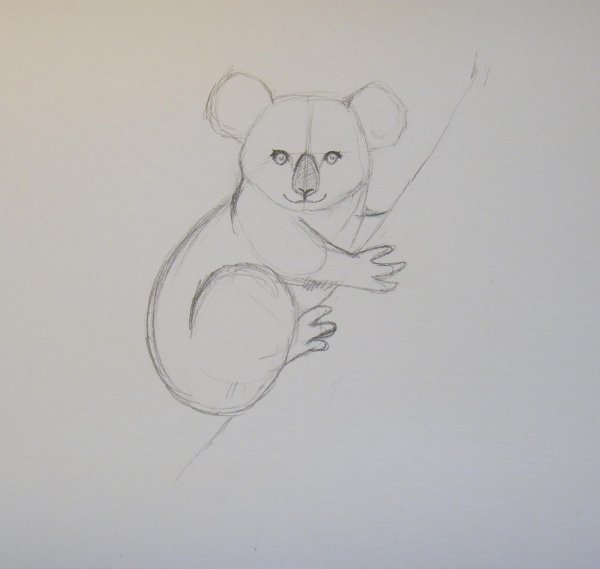 Коала рисунок карандашом лёгкий