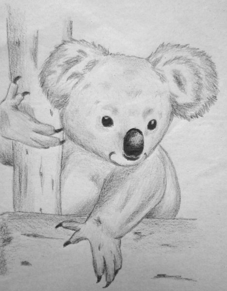 Легкие рисунки коалы