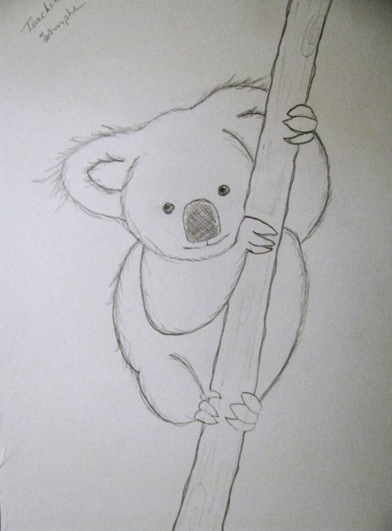 Коала рисунок карандашом