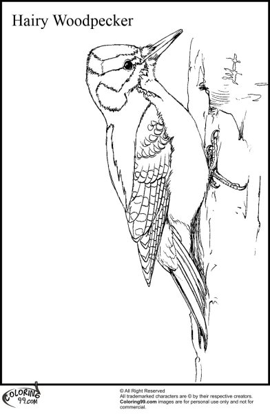 Дятел для детей