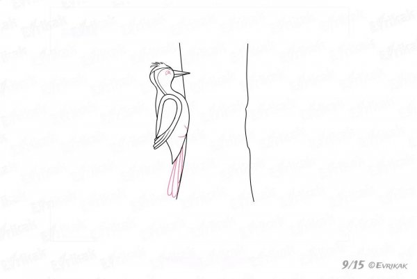 Colouring Page Woodpecker