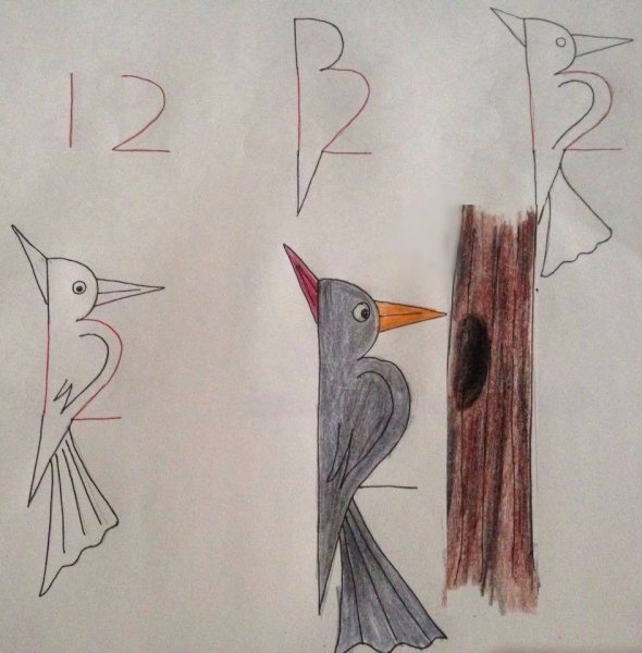 Пестрый дятел Скребицкий