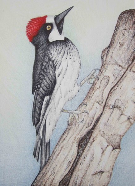 Раскраска голубь дятел