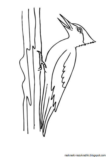 Дятел портрет