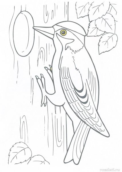 Дятел на ветке раскраска