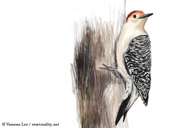 Дятел для детей