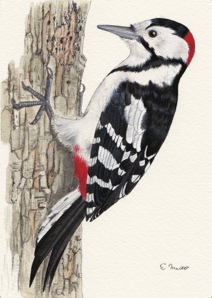 Дятел гравюра