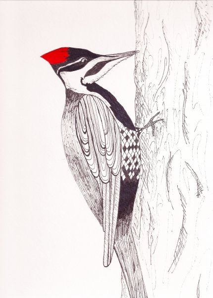 Раскраска птицы