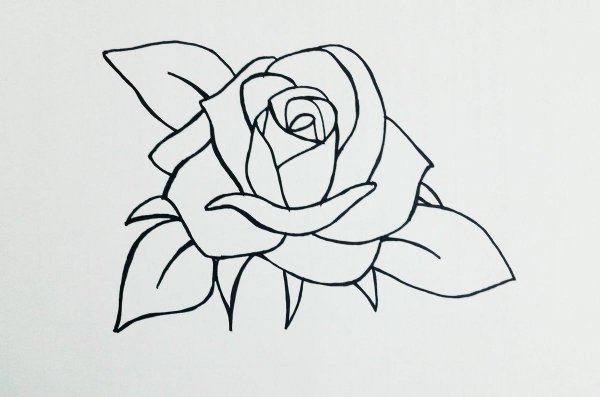 Роза карандашом для срисовки легко