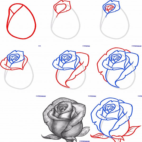 Поэтапное рисование розы карандашом для начинающих