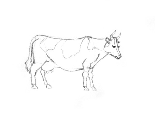 Корова для срисовки