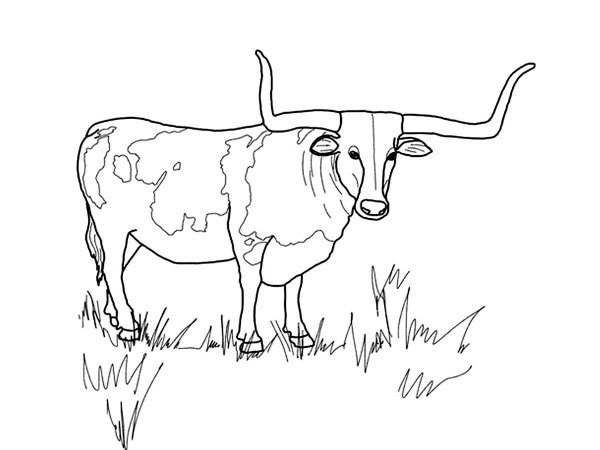 Раскраска корова с теленком