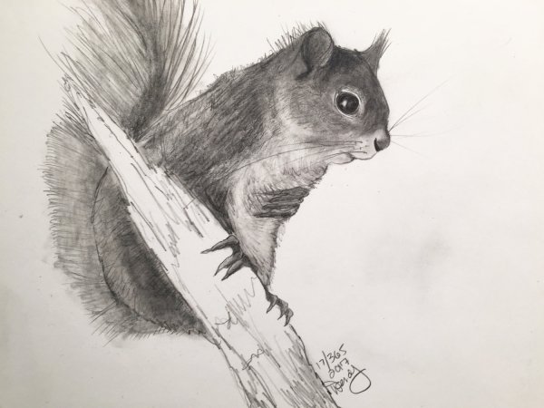 Белочка рисунок карандашом