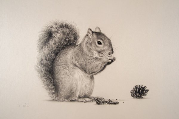 Рисунки животных карандашом белка милая