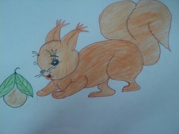 Белочка рисунок для детей