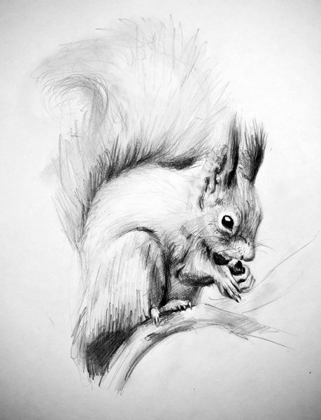 Набросок белки карандашом