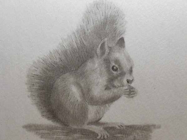 Набросок белки карандашом