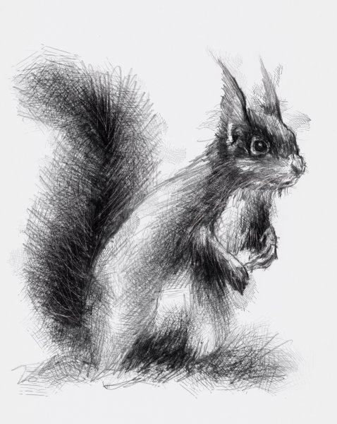 Белка карандашом