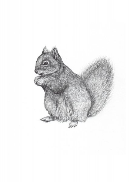 Белочка эскиз