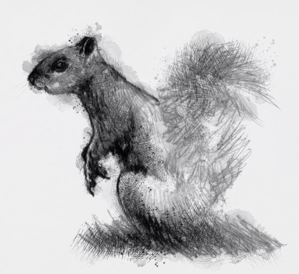 Наброски белок