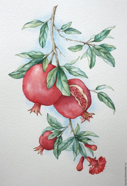 Рисовать Гранатовое дерево