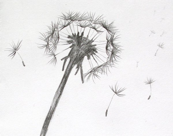 Одуванчик набросок