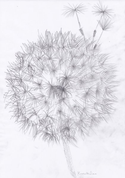 Одуванчик карандашом
