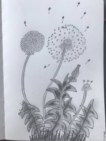 Одуванчик для срисовки