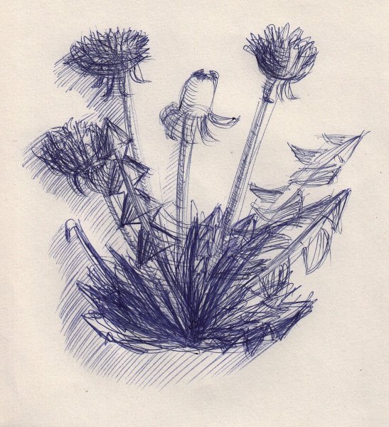 Зарисовки одуванчика пленер