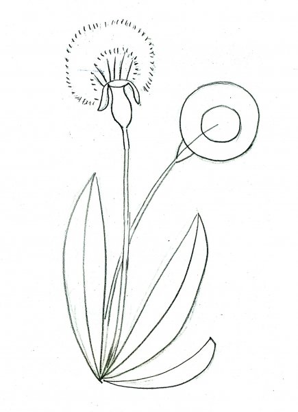 Поэтапное рисование одуванчика