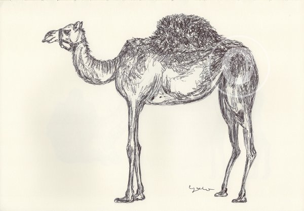 Красивый верблюд рисунок
