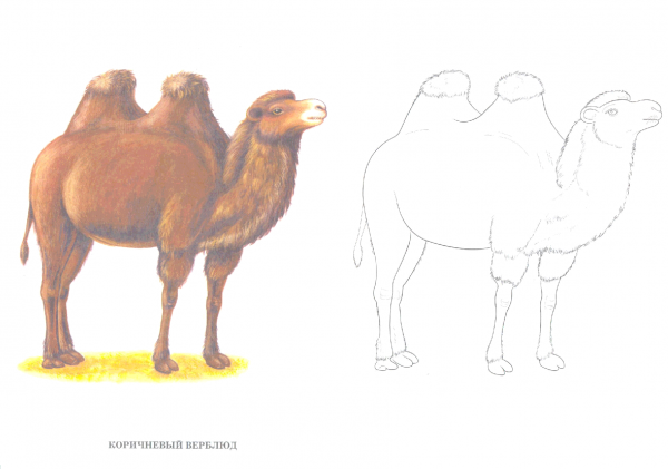 Верблюд рисование