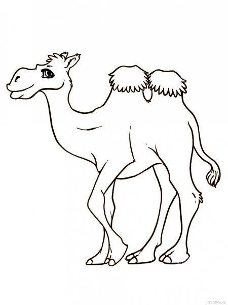 Верблюд карандашом