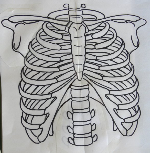 Скелет грудной клетки Грудина