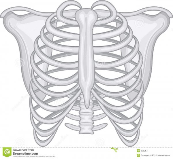 Грудина скелет анатомия